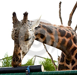 Closeup of a giraffe peers over a fence in a zoo