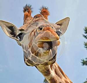 Closeup of a giraffe with a quizzical look