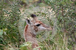 Closeup of a giraffe's head among green trees in Hluhluwe-Imfolozi Park, South Africa
