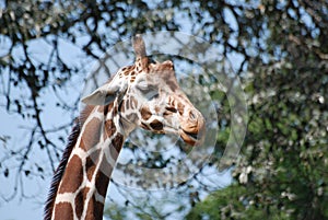 A closeup of a giraffe standing with his eyes closed among the trees at Brookfield Zoo in Illinois.