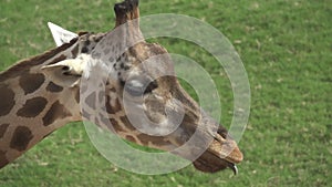 Closeup of Giraffe with tongue out, slow motion