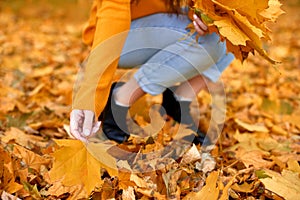 closeup girl hands collects fallen maple leaves in autumn park for atmosphere leaves bouquet outdoors