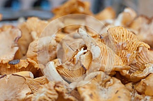 girolles at the market