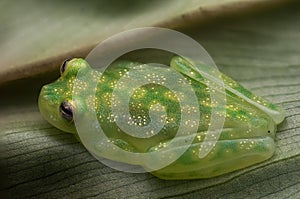 Closeup Glass frog Hyalinobatrachium valerioi on a leaf