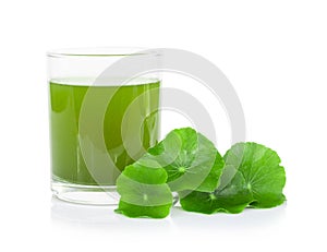 Closeup glass of Gotu kola drink and leaf, Asiatic pennywort, In