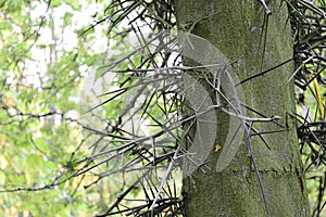 Gleditsia triacanthos with sharp thorns photo