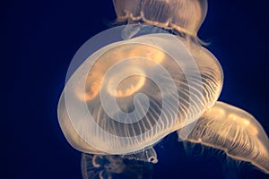 Closeup of glowing Moon Jellyfish (Aurelia Aurita)