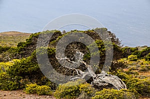 Closeup of a gnarled juniper tree shaped by the wind at El Sabinar, the island of El Hierro