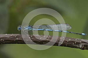 Closeup on a goblet-marked damselfly, Erythromma lindenii sitting on a twig