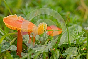 Closeup of goblet waxcap mushrooms growing among green grass