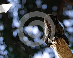 Closeup of a Goeldi's monkey on a wooden pole in a zoo with a blurry background