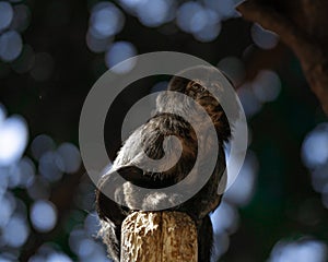 Closeup of a Goeldi's monkey on a wooden pole in a zoo with a blurry background