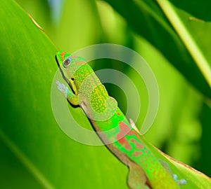 Closeup of the gold dust day gecko on a leaf in Hawaii