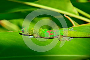 Closeup of the gold dust day gecko on a leaf in Hawaii