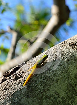 Closeup of the gold dust day gecko on a tree in Hawaii