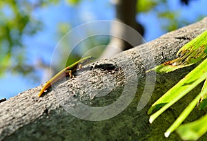 Closeup of the gold dust day gecko on a tree in Hawaii