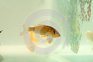 Closeup of a gold fish in a fish tank