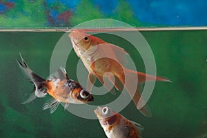 Closeup of a gold fishes in a fish tank