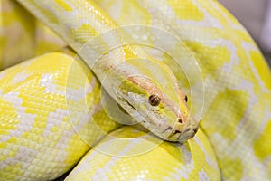 Closeup Gold Python,Reticulated python