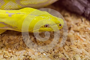 Closeup of Gold Python,Reticulated python
