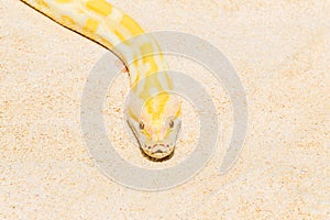 Closeup Gold Python on the sandy tropical beach ,Reticulated python (Python reticulatus)