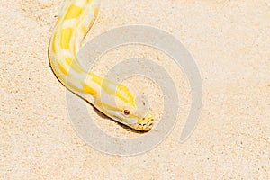 Closeup Gold Python on the sandy tropical beach ,Reticulated python (Python reticulatus)