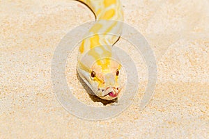 Closeup Gold Python on the sandy tropical beach ,Reticulated python (Python reticulatus)