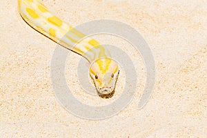 Closeup Gold Python on the sandy tropical beach ,Reticulated python (Python reticulatus)