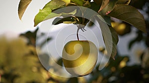 Closeup of a golden apple on a branch ready for harvest.organic food.italian alps.