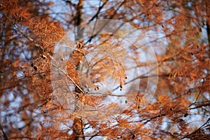 Closeup of Golden Bald cypress in Lau Shui Heung Reservoir, Hong Kong