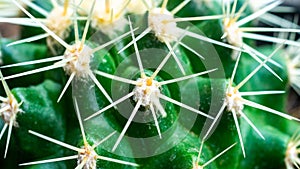 Closeup of Golden Barrel cactus