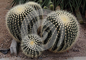 Closeup of golden barrel cactus flowers in a desert garden