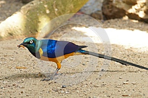 Closeup of the golden-breasted starling, Lamprotornis regius eating waxworm