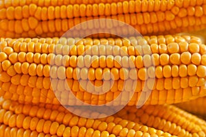 Closeup golden corn background, agriculture