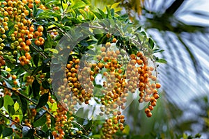 Closeup of Golden Dewdrop Duranta erecta. Orange berries dangling in bunches. Green leaves.