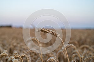 Closeup of golden dry wheat against blurred background on farm field with copy space above