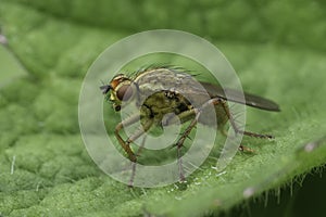 Closeup on a Golden dung fly, Scathophaga stercoraria, on a green leaf