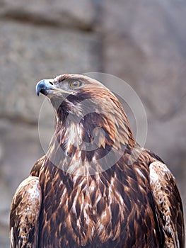 Closeup of a golden eagle, a bird of prey