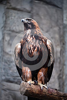 Closeup of a golden eagle, a bird of prey