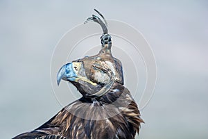 Bird of prey, portrait of Golden Eagle with falconry hood