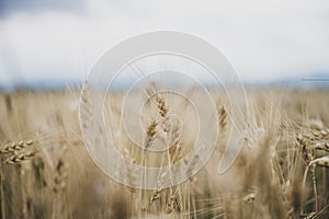 Closeup of golden ears of wheat growing in field