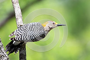 Closeup of a golden-fronted woodpecker, Melanerpes aurifrons.