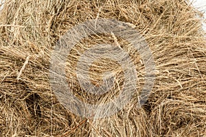 Closeup of golden hay roll