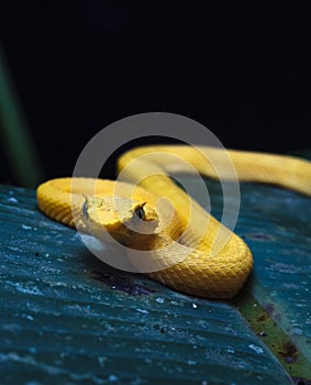 Closeup of golden lancehead venomous snake, Bothrops insularis