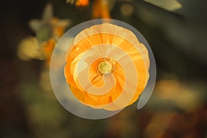 Closeup of a golden poppy under sunlight in a field with a blurry background