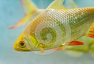 Closeup of a golden red fin crucian carp