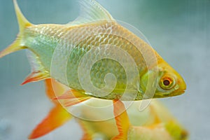 Closeup of a golden red fin crucian carp