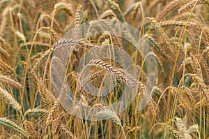 Closeup of golden rye awns in the field