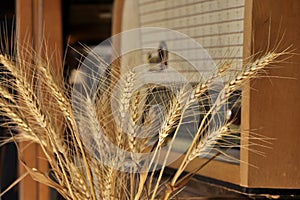 Closeup of golden rye ears and ancient radio set