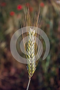 Closeup of Golden Rye Secale Cereale on the field